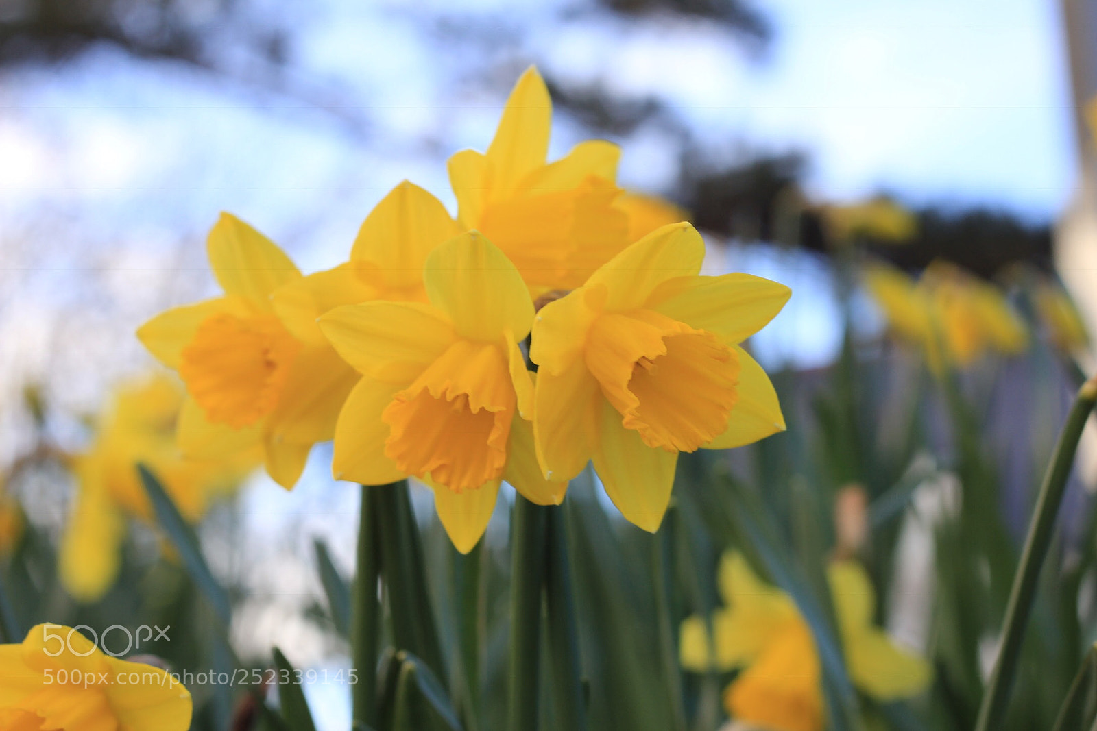 Canon EOS 60D sample photo. Spring collection  photography