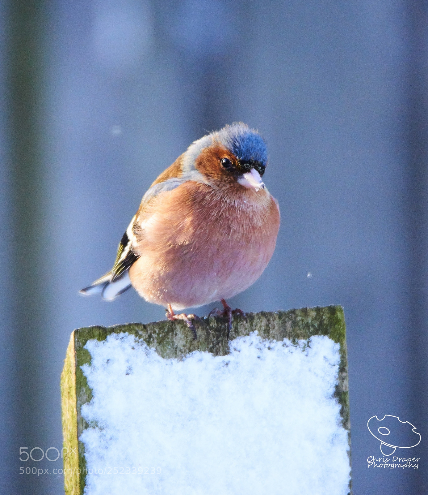 Sony ILCA-77M2 sample photo. Chaffinch in the snow photography