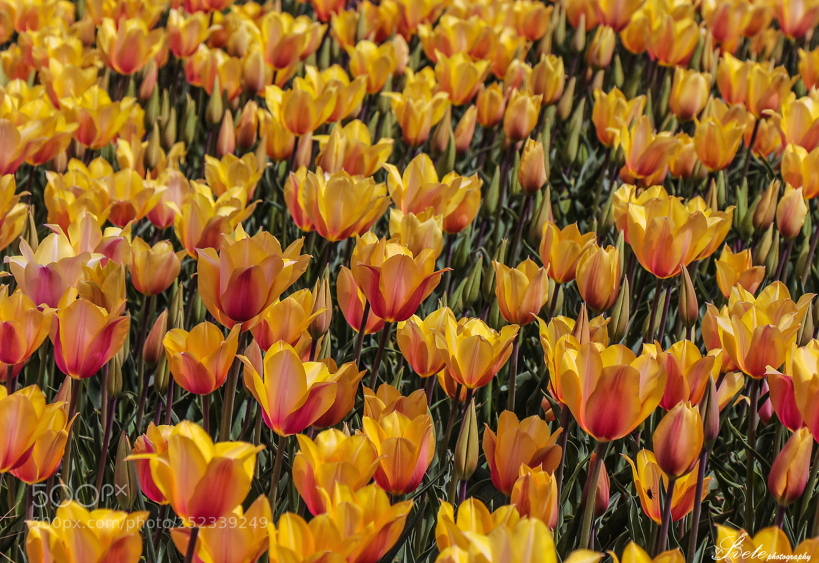 Canon EOS 700D (EOS Rebel T5i / EOS Kiss X7i) sample photo. Tulip garden photography