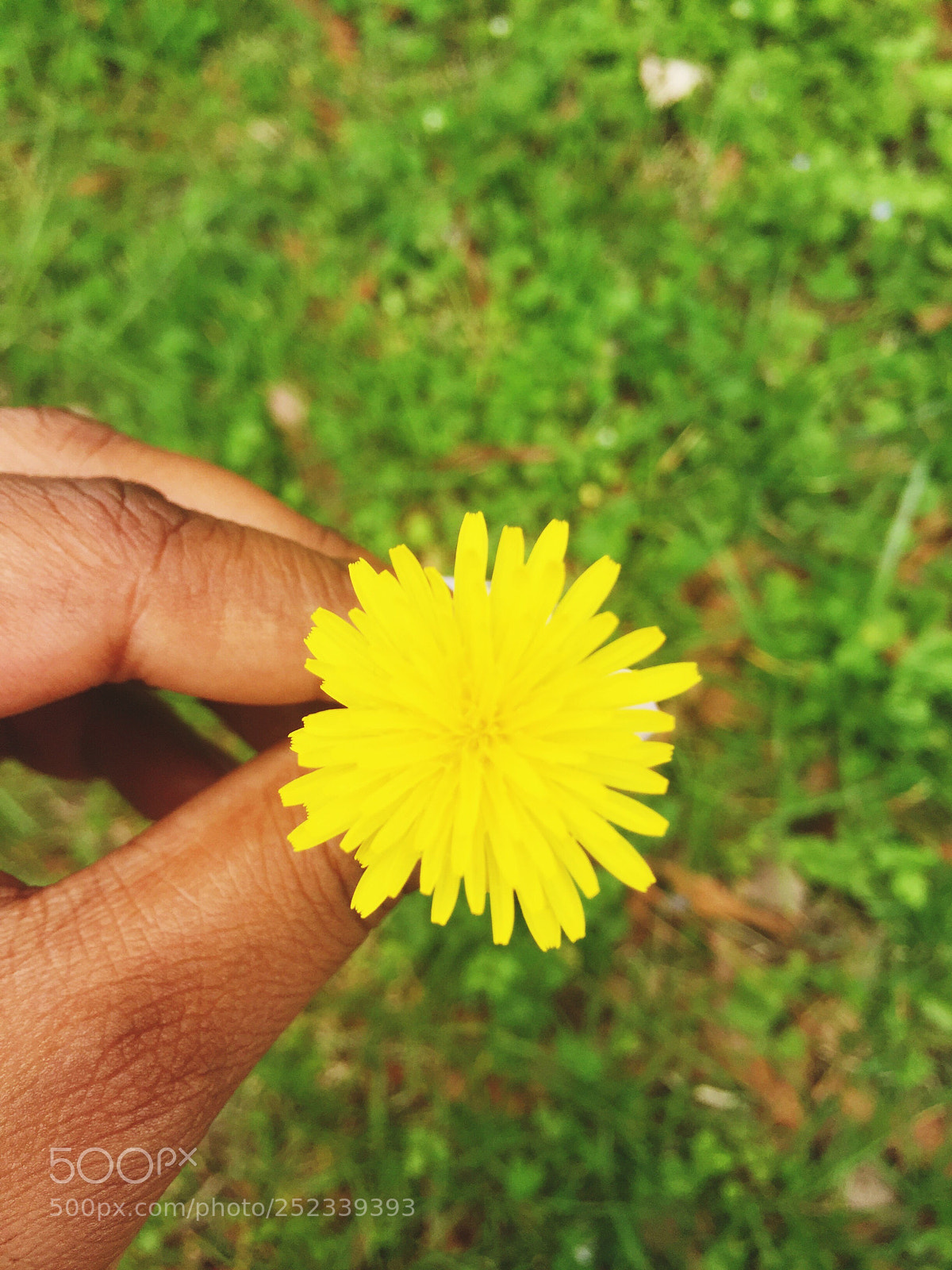 Apple iPhone 6 Plus sample photo. Dandelion.   photography