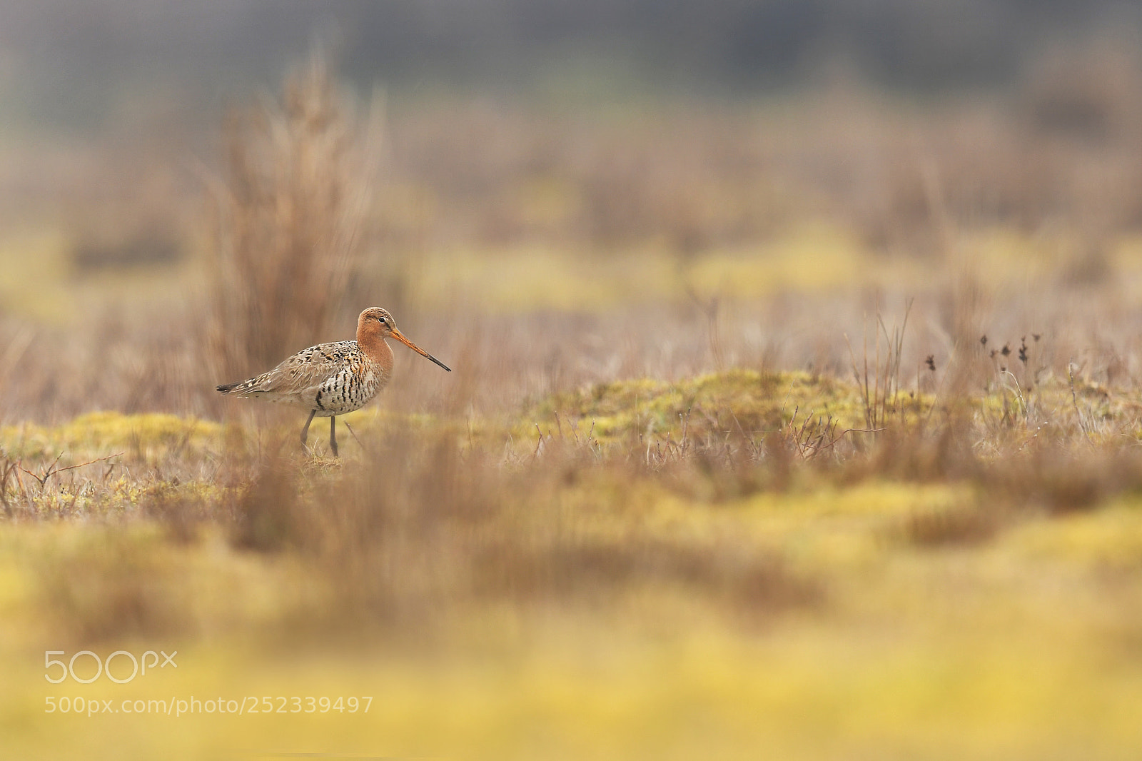 Nikon D500 sample photo. Black-tailed godwit photography