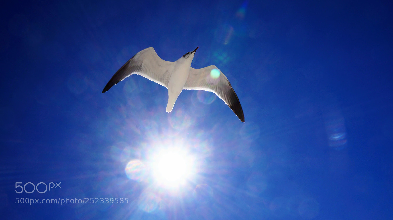Sony Alpha NEX-5N sample photo. Seagull photography