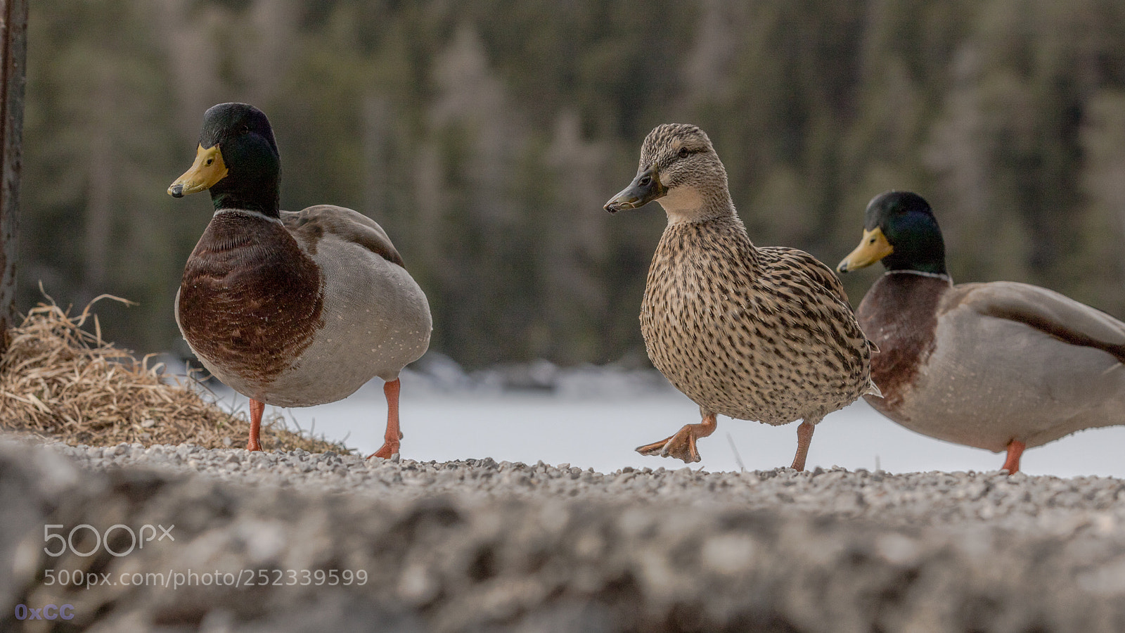 Canon EOS 7D Mark II sample photo. Waddling ducks photography