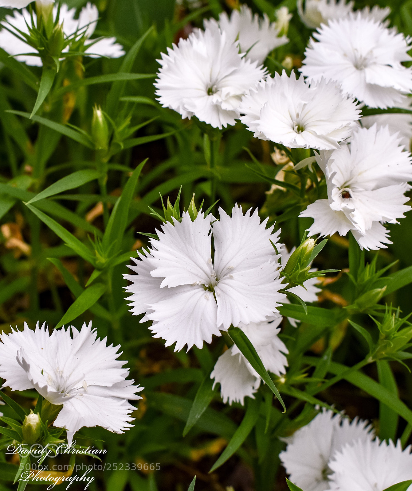 Nikon D3400 sample photo. Little white flowers  photography