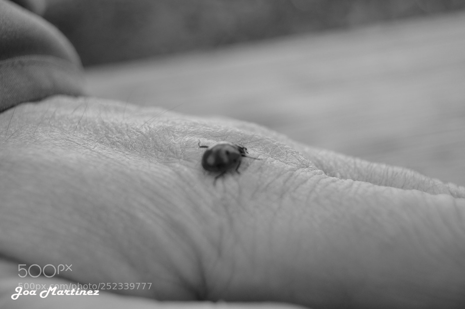 Nikon D3100 sample photo. Mariquita photography