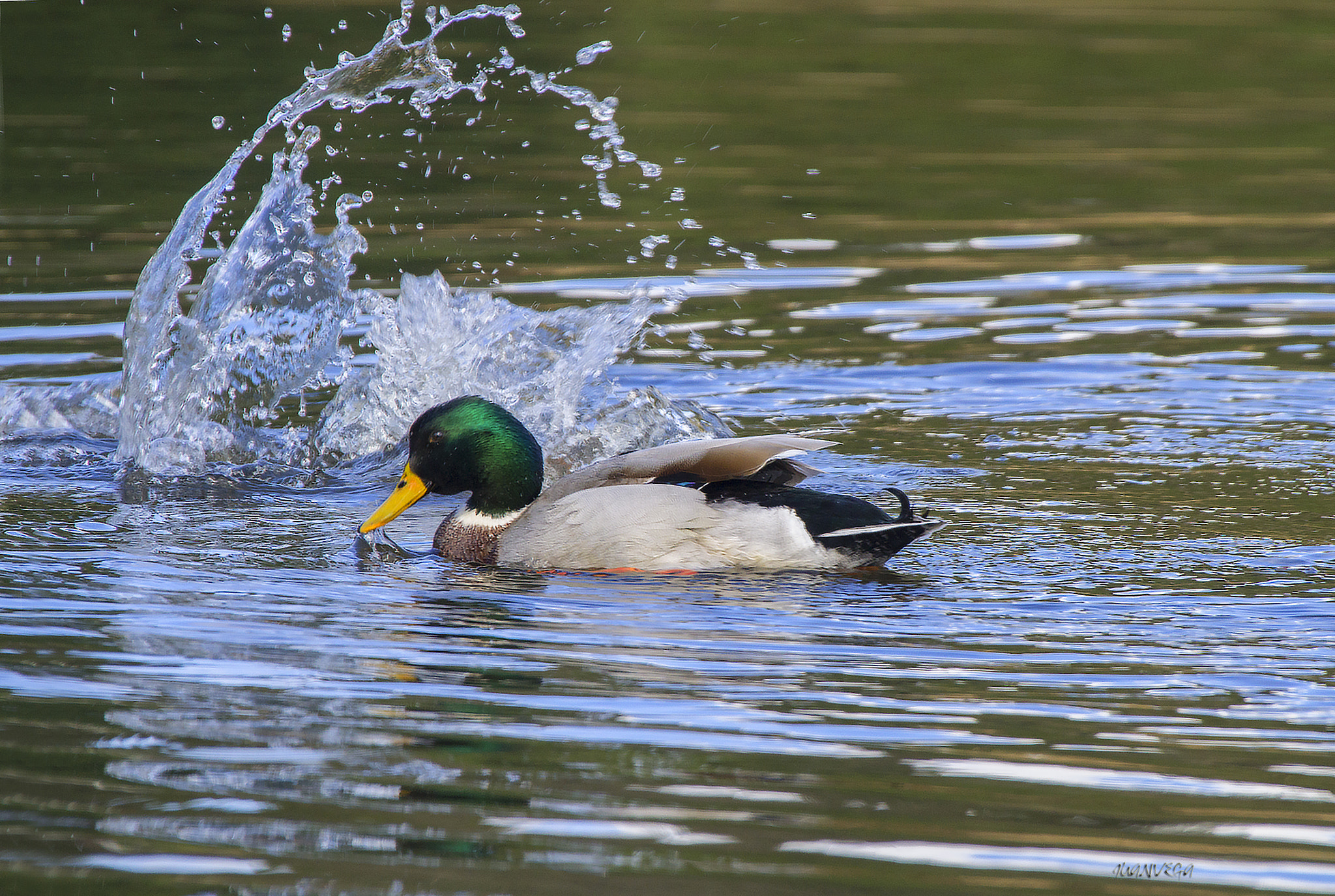 Sony SLT-A35 sample photo. Pato, ( duck) photography