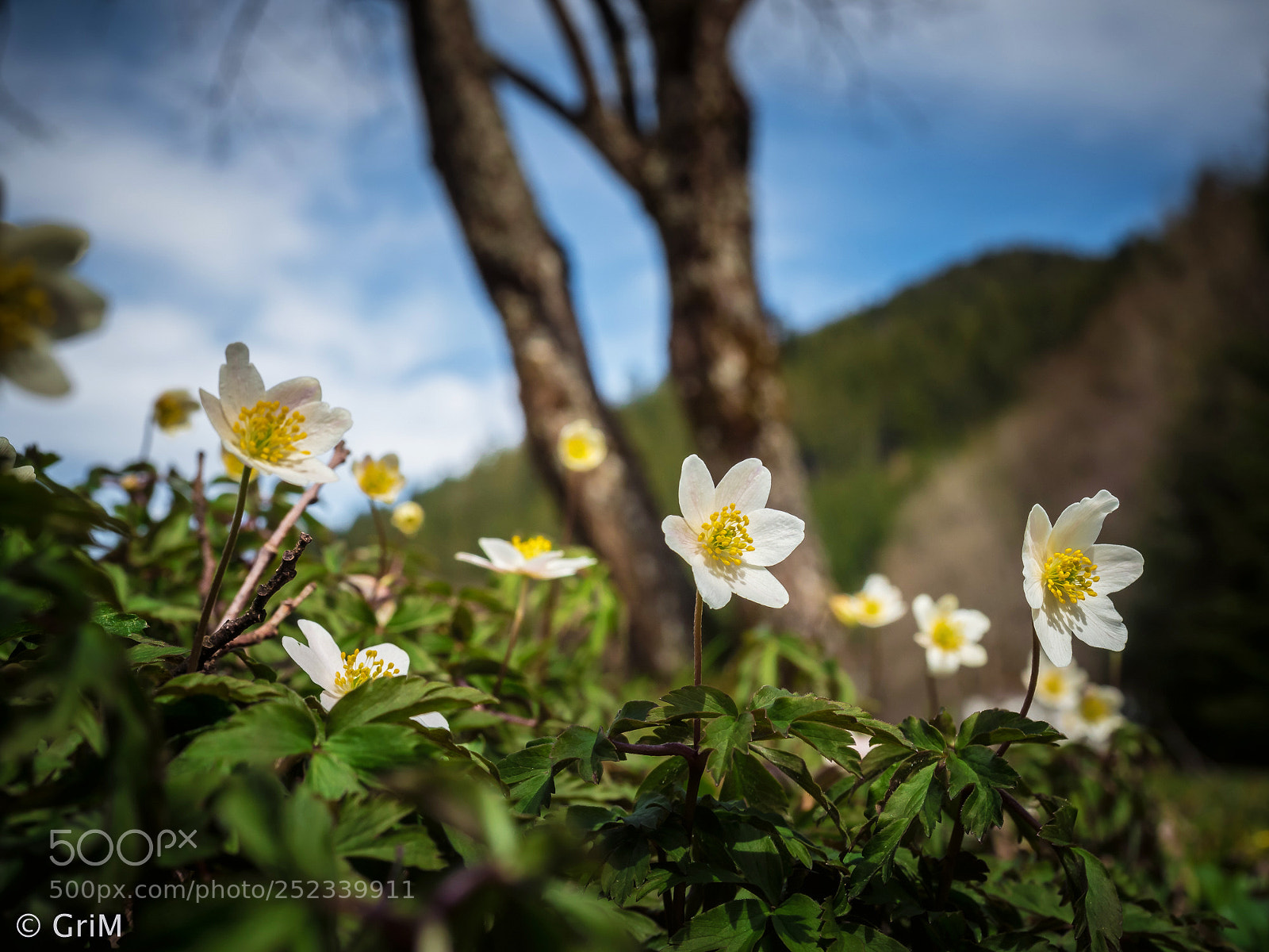 Olympus OM-D E-M5 II sample photo. Hello spring photography