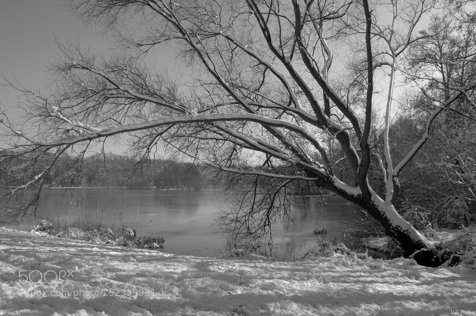 Nikon D3100 sample photo. Tree photography