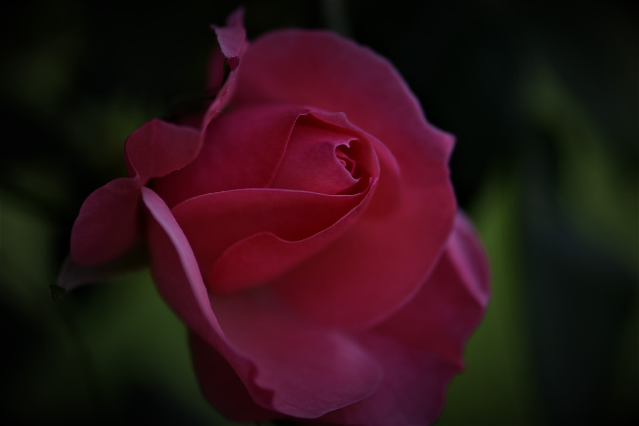 Nikon AF-S Micro-Nikkor 105mm F2.8G IF-ED VR sample photo. Young ! photography