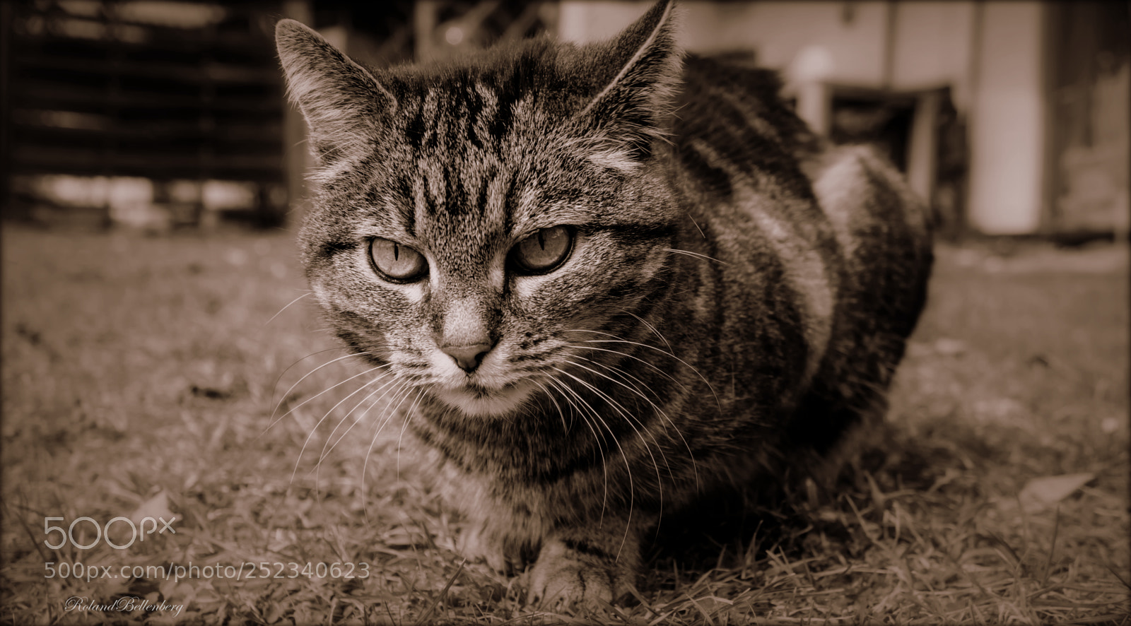 Sony a6000 sample photo. The beast..... photography