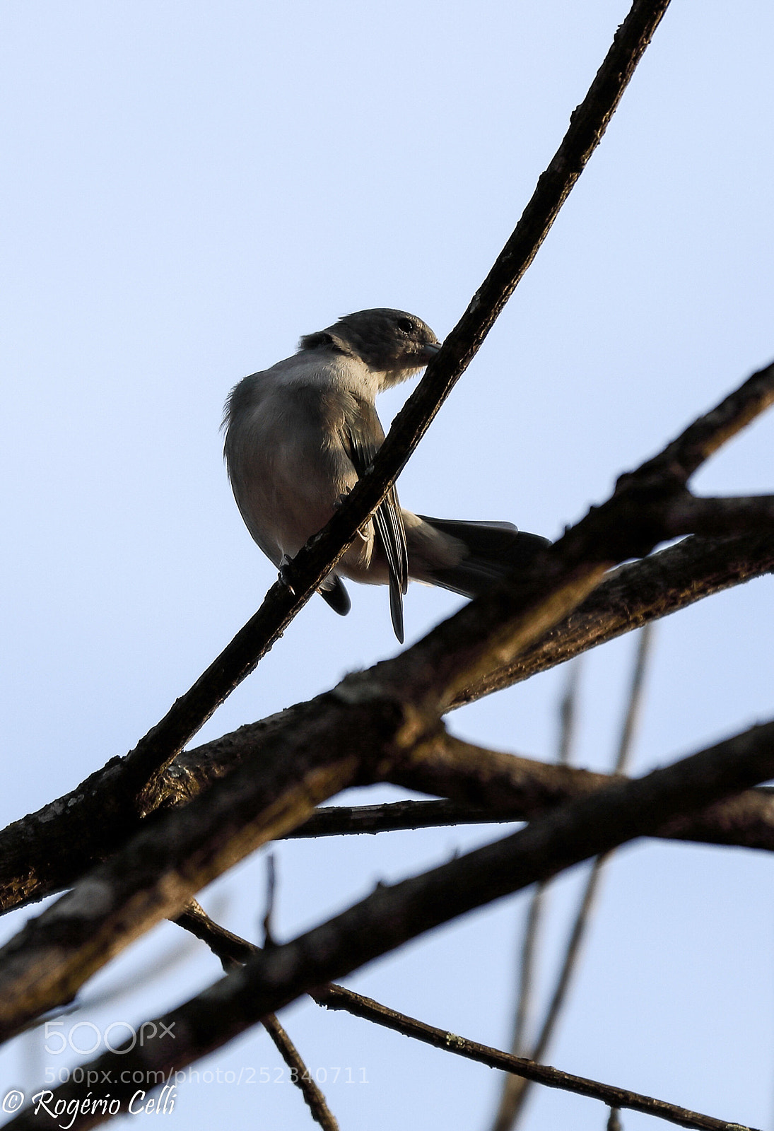 Canon EOS 5D Mark IV sample photo. Nature vibes | birds photography