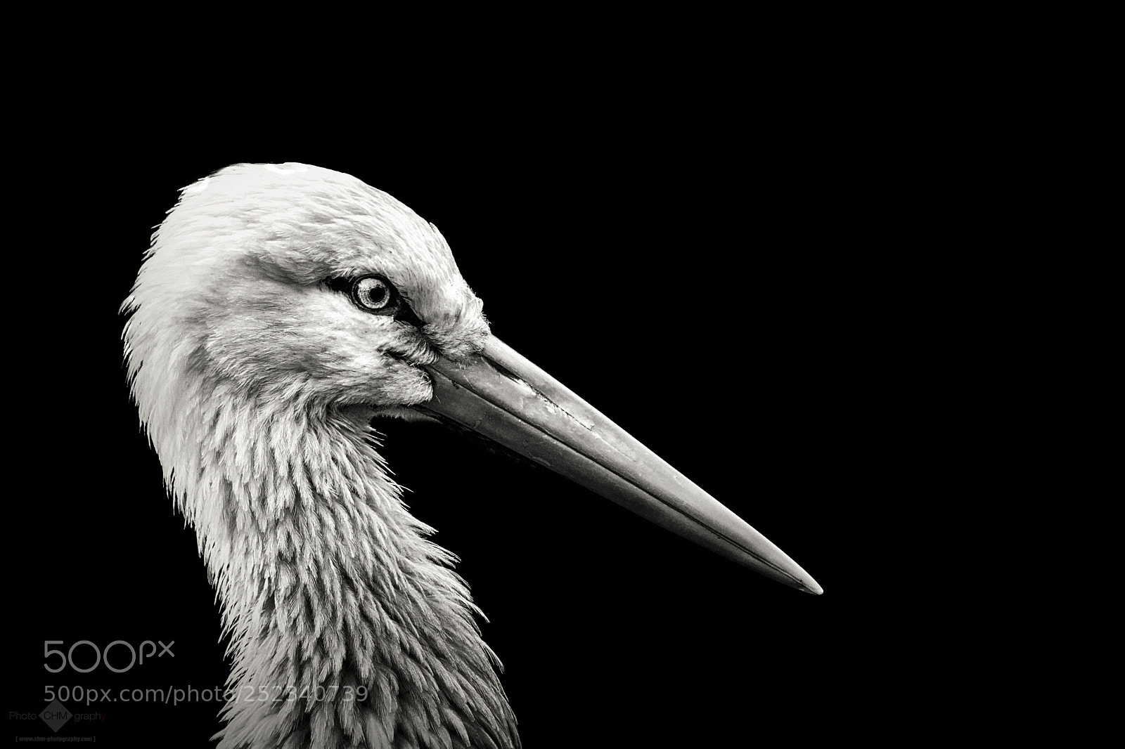 Nikon D7100 sample photo. Stork photography