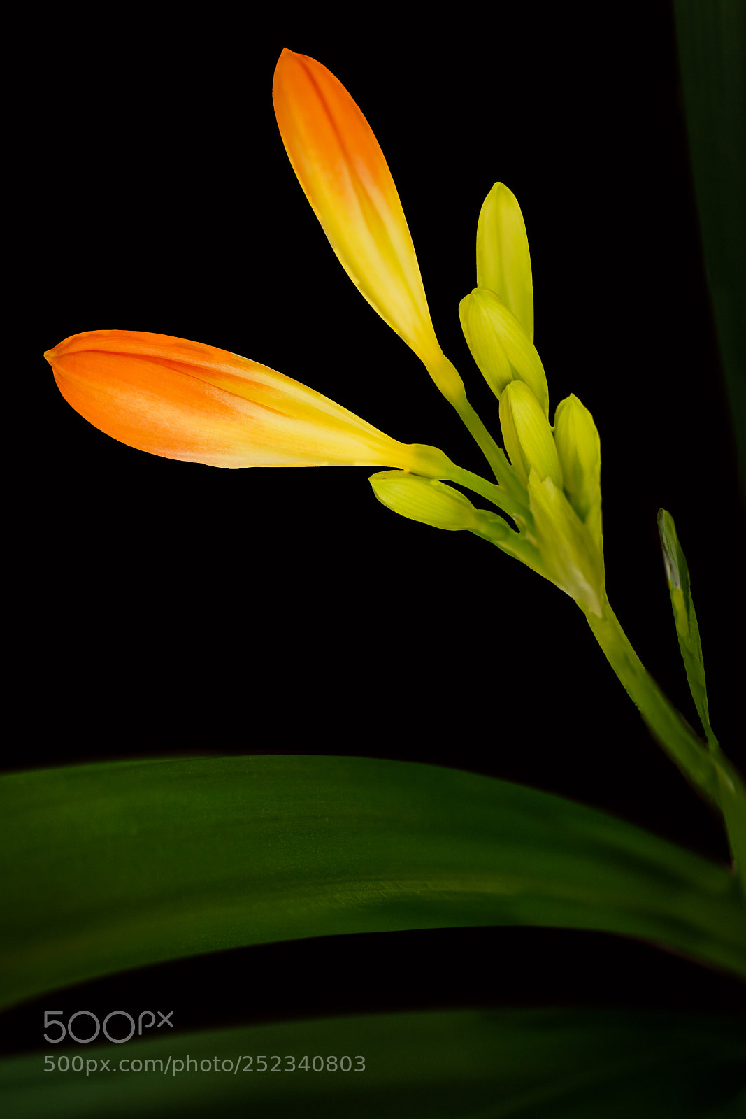 Sony a6000 sample photo. Untitled photography
