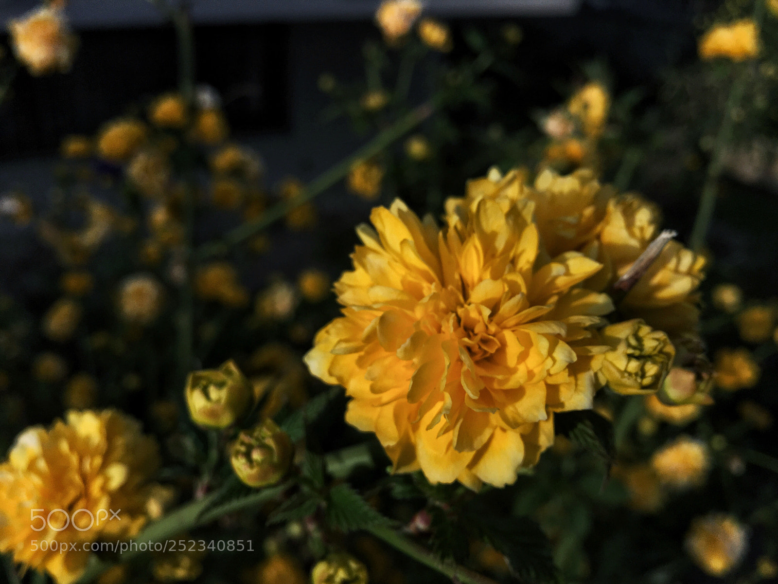 Apple iPhone 6s Plus sample photo. Yellow photography