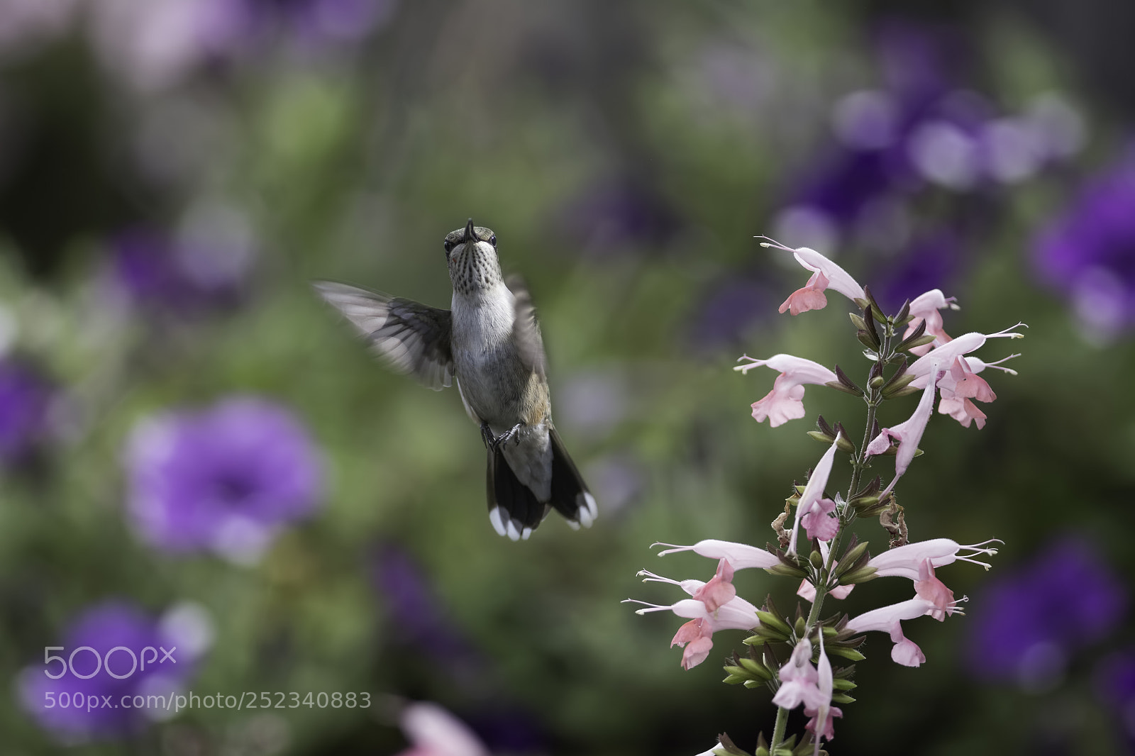 Nikon D7100 sample photo. Surprise in the garden photography