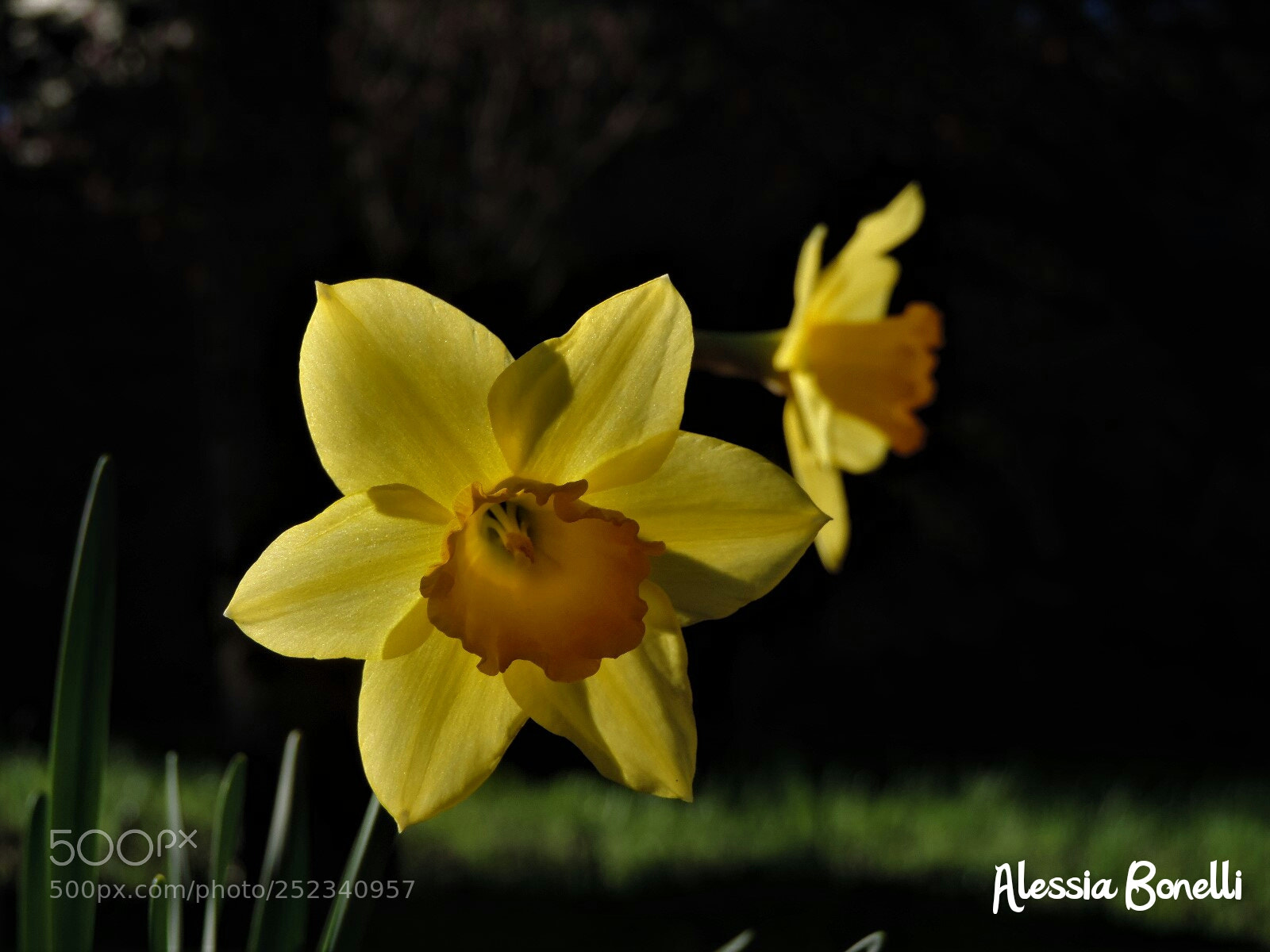 Nikon Coolpix P520 sample photo. Narcissus photography