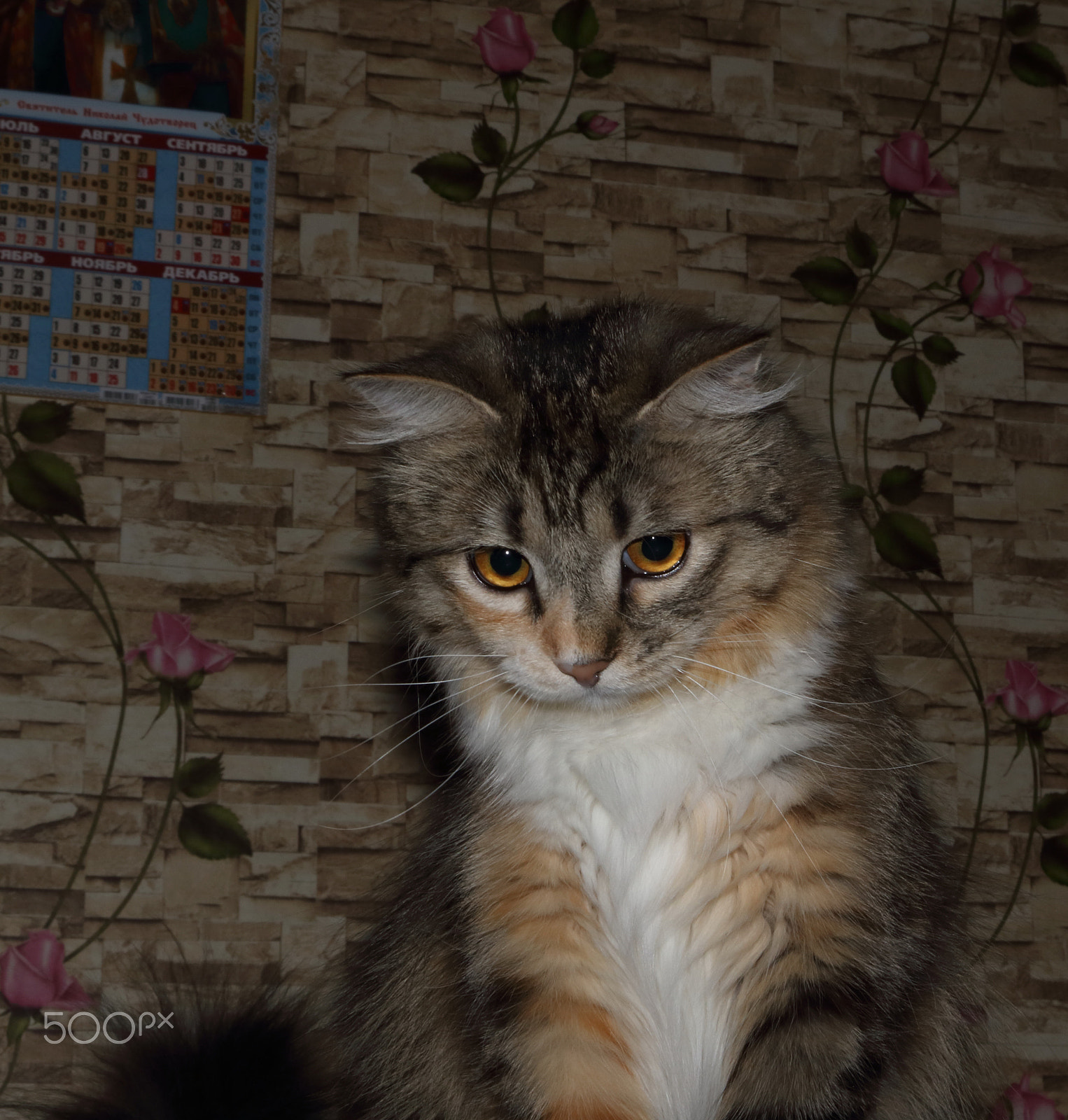 Canon EOS 760D (EOS Rebel T6s / EOS 8000D) + Canon EF-S 18-55mm F3.5-5.6 IS STM sample photo. Home siberian cat photography