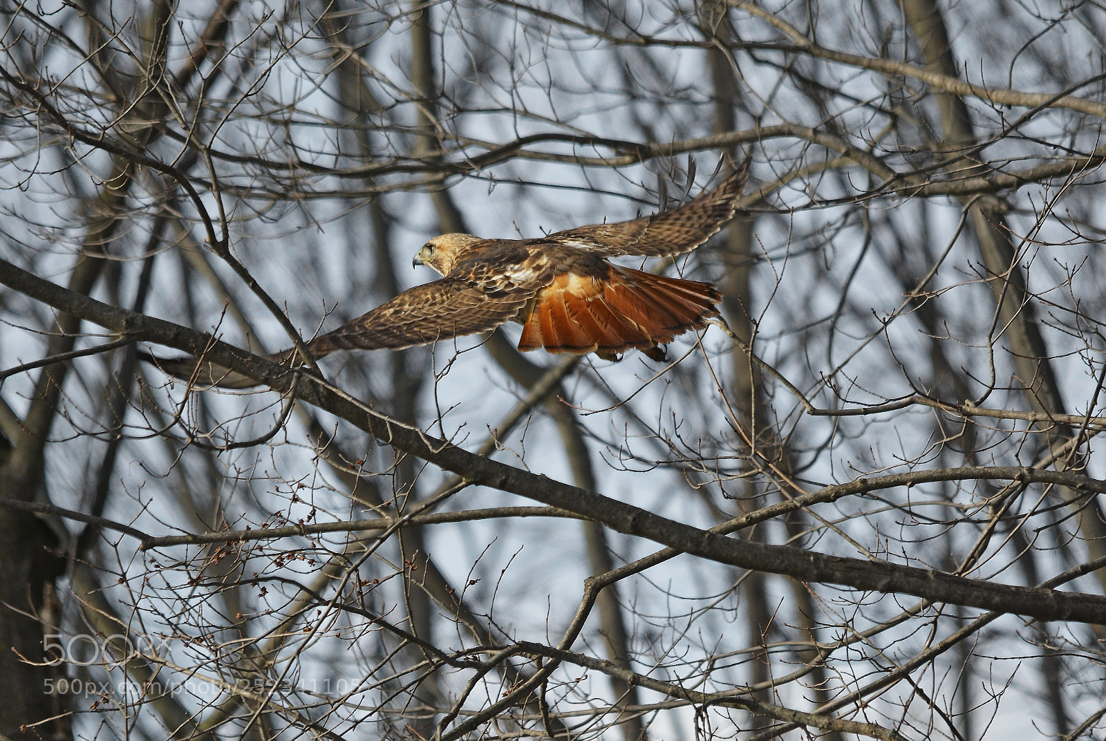 Nikon D7100 sample photo. On the wing photography