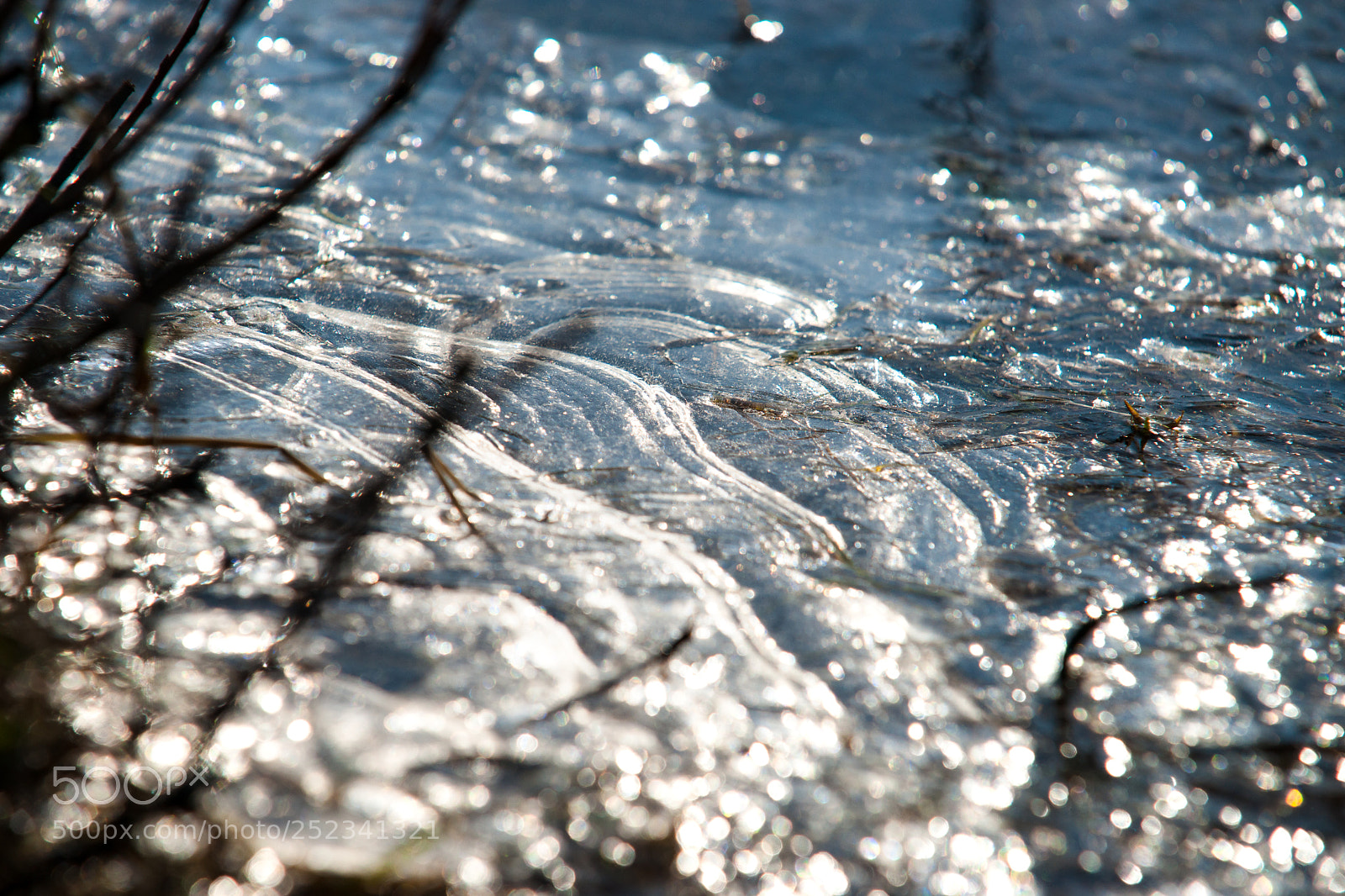 Sony Alpha DSLR-A900 sample photo. Frozen details of frosty photography