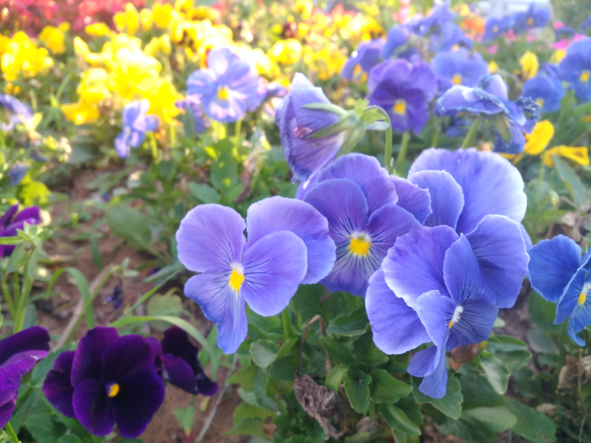 Xiaomi MI 5s Plus sample photo. Blossom photography
