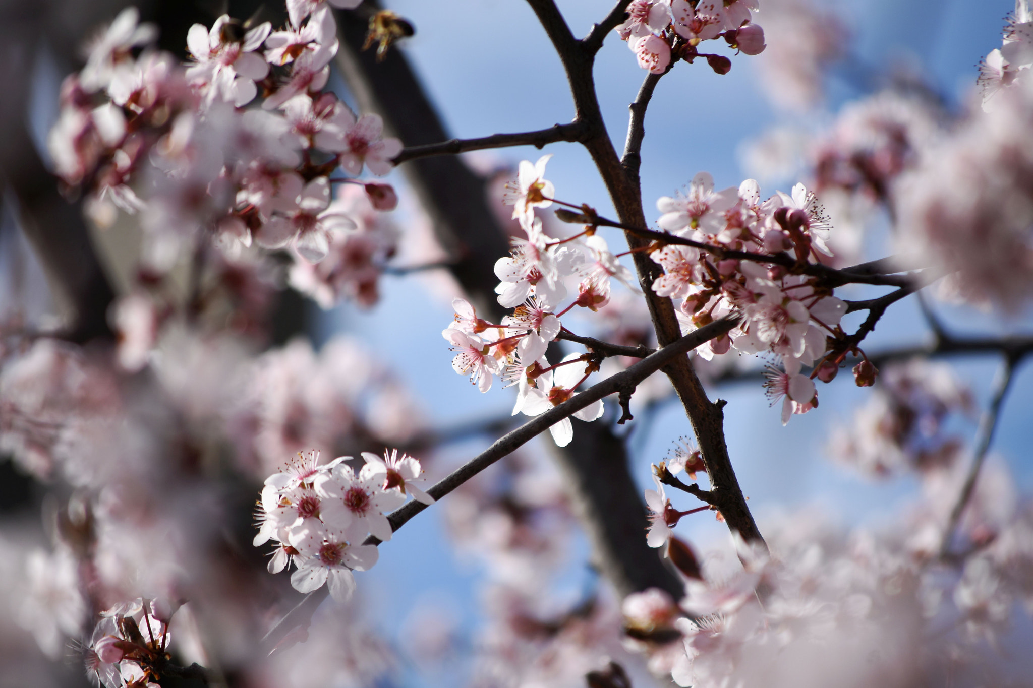 Nikon D7200 sample photo