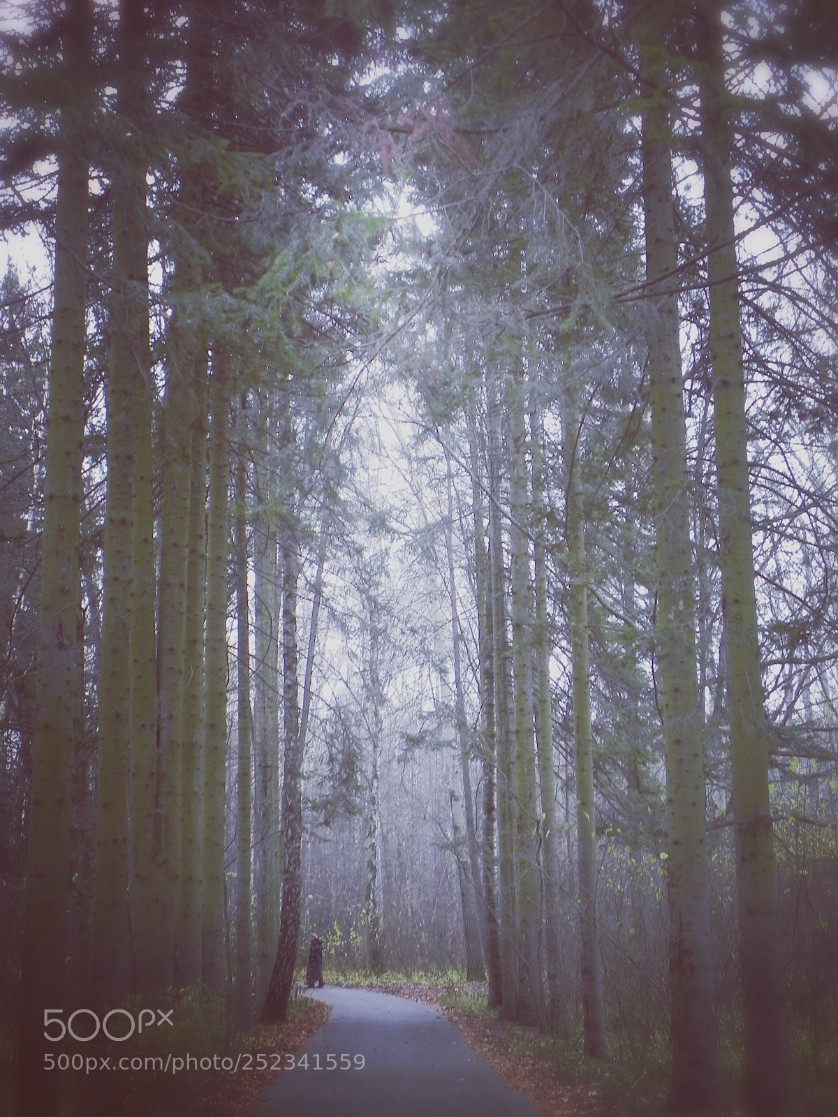 Nikon Coolpix P100 sample photo. In the woods somewhere photography