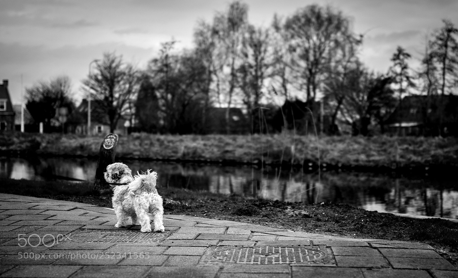 Nikon D5300 sample photo. De kwakel  photography