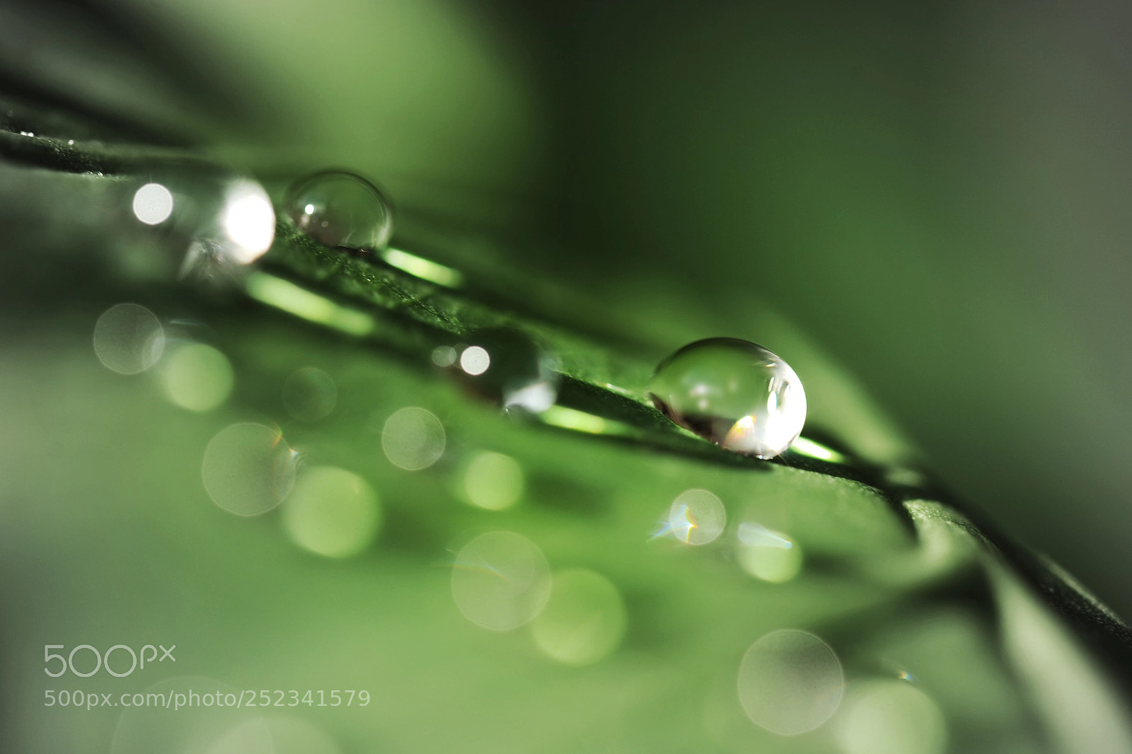 Nikon D700 sample photo. A leaf´s life photography