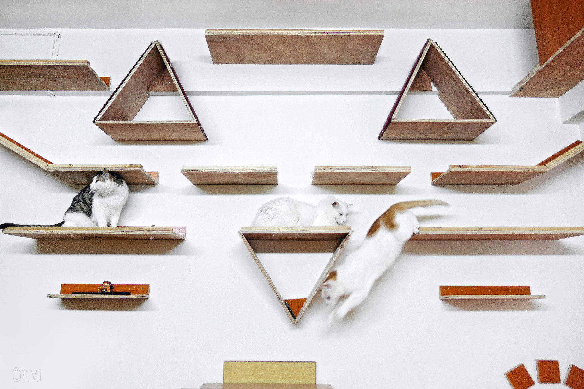 Panasonic Lumix DMC-LX10 (Lumix DMC-LX15) sample photo. Cat wall photography
