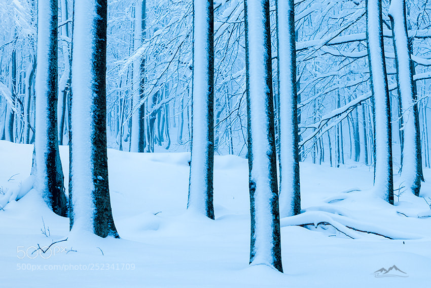 Nikon D800 sample photo. Blue spring photography