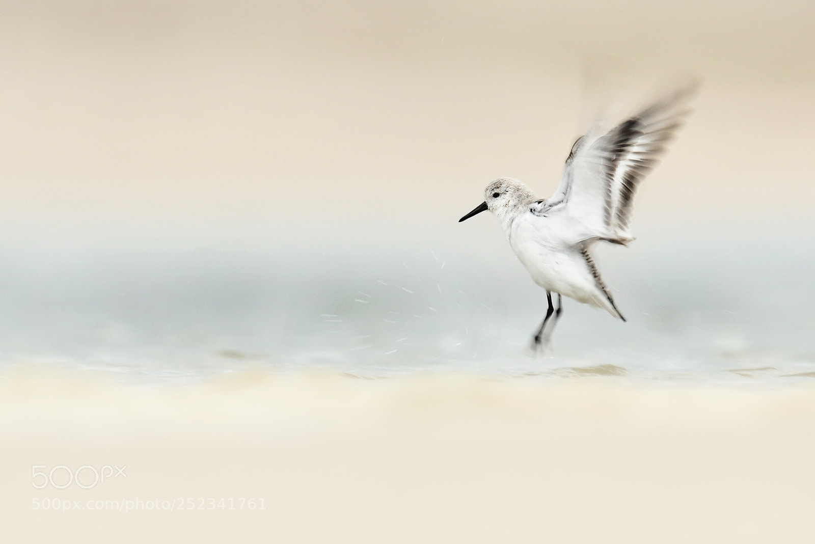 Nikon D500 sample photo. The sanderling photography