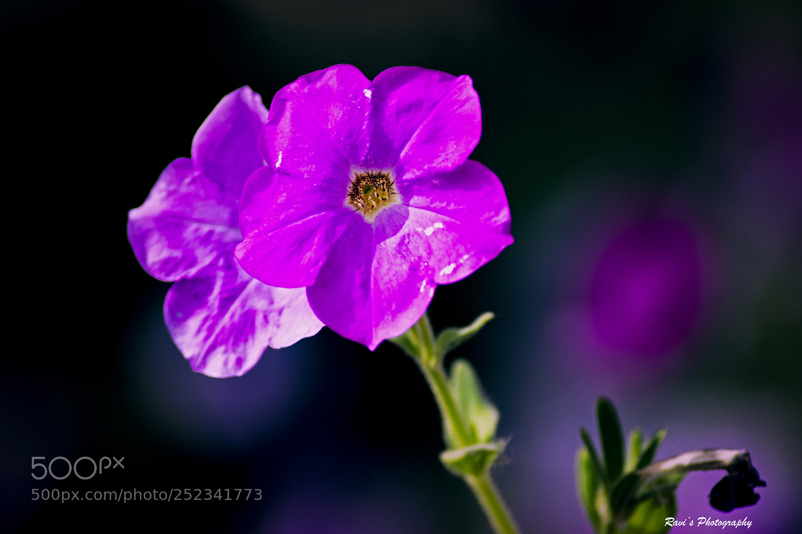 Nikon D5300 sample photo. The pink photography