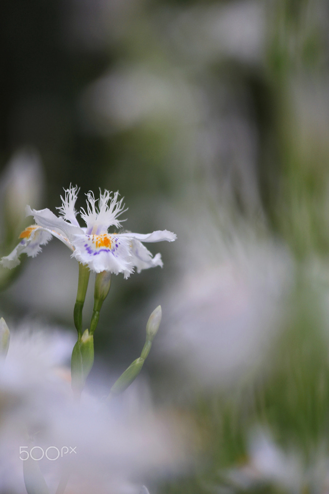 Canon EF-S 55-250mm F4-5.6 IS II sample photo. In the dream photography