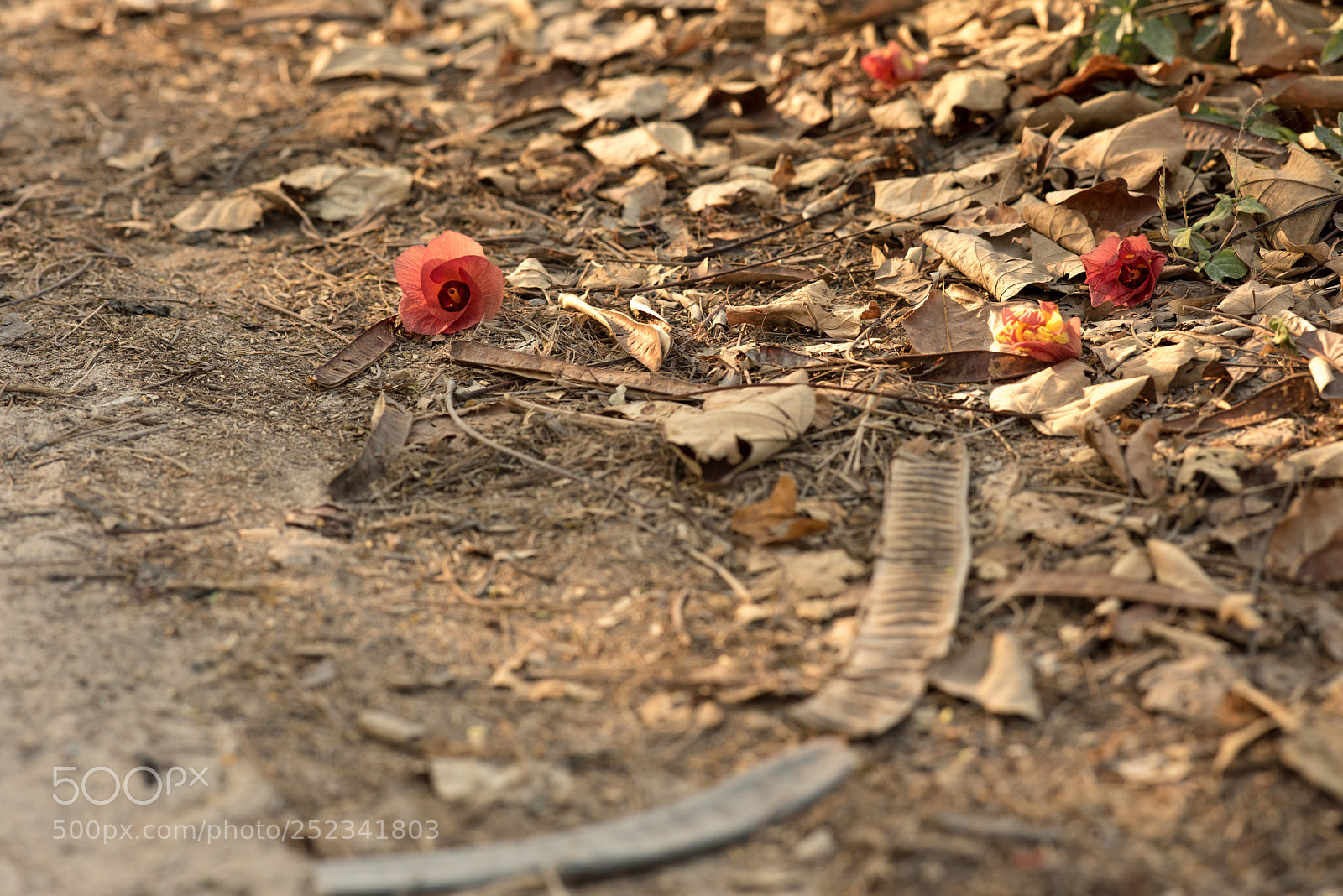 Nikon D810 sample photo. Golden flower photography