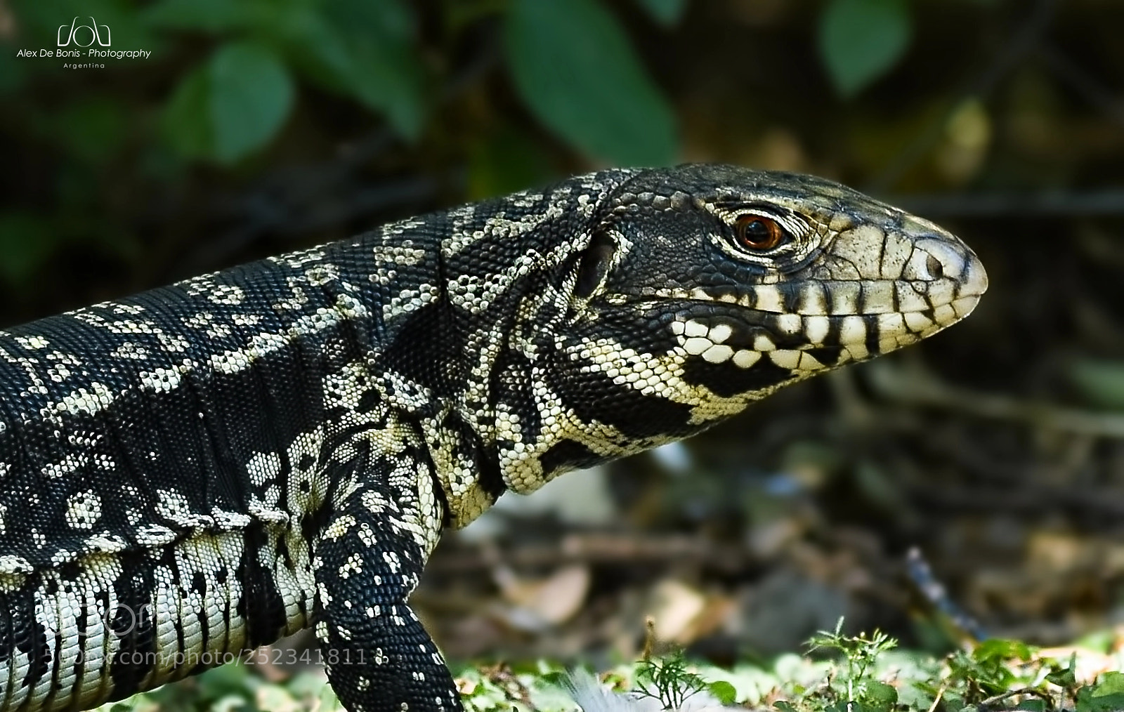 Nikon D7200 sample photo. Lagarto overo photography