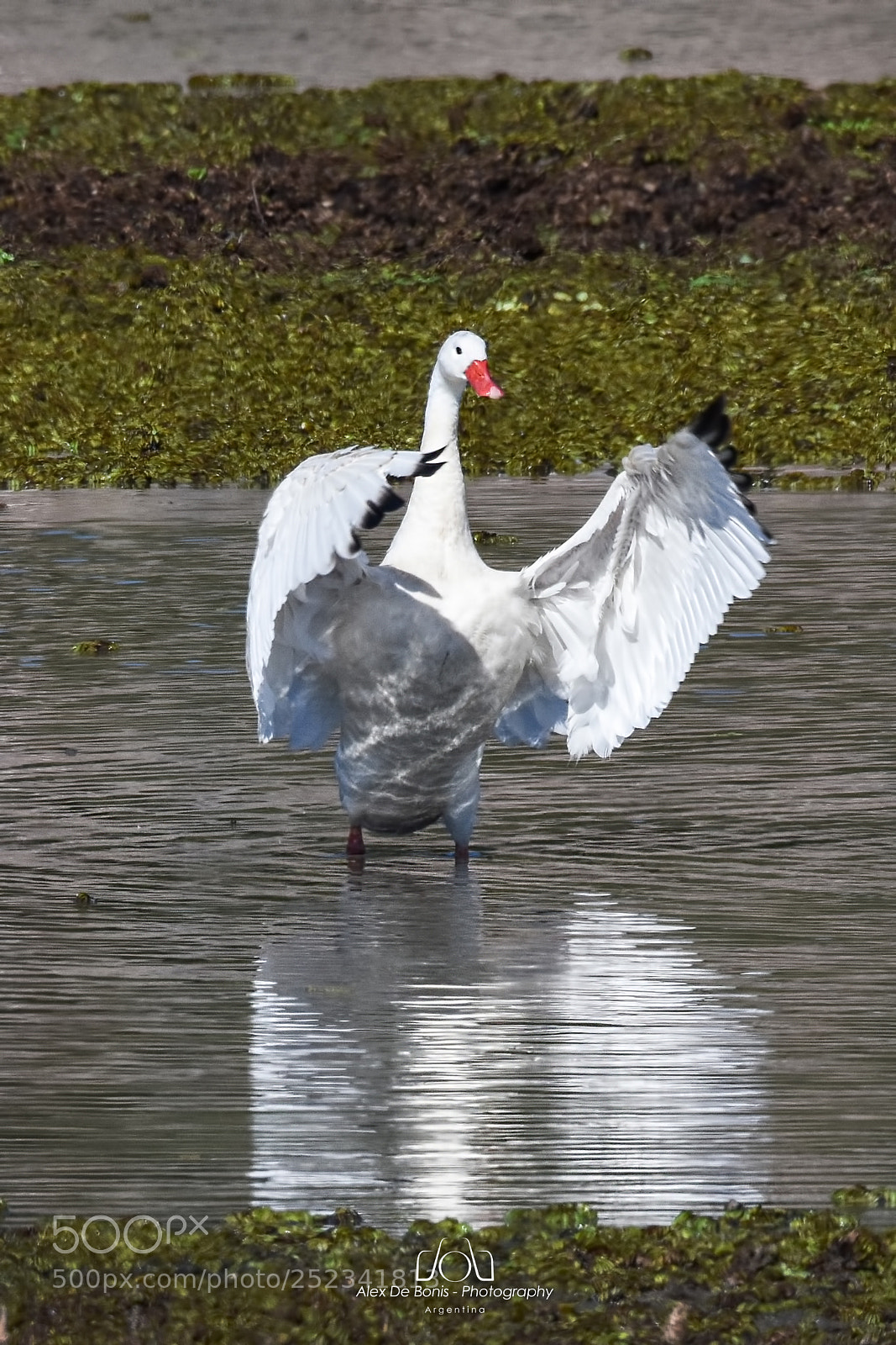 Nikon D7200 sample photo. Cisne coscoroba photography