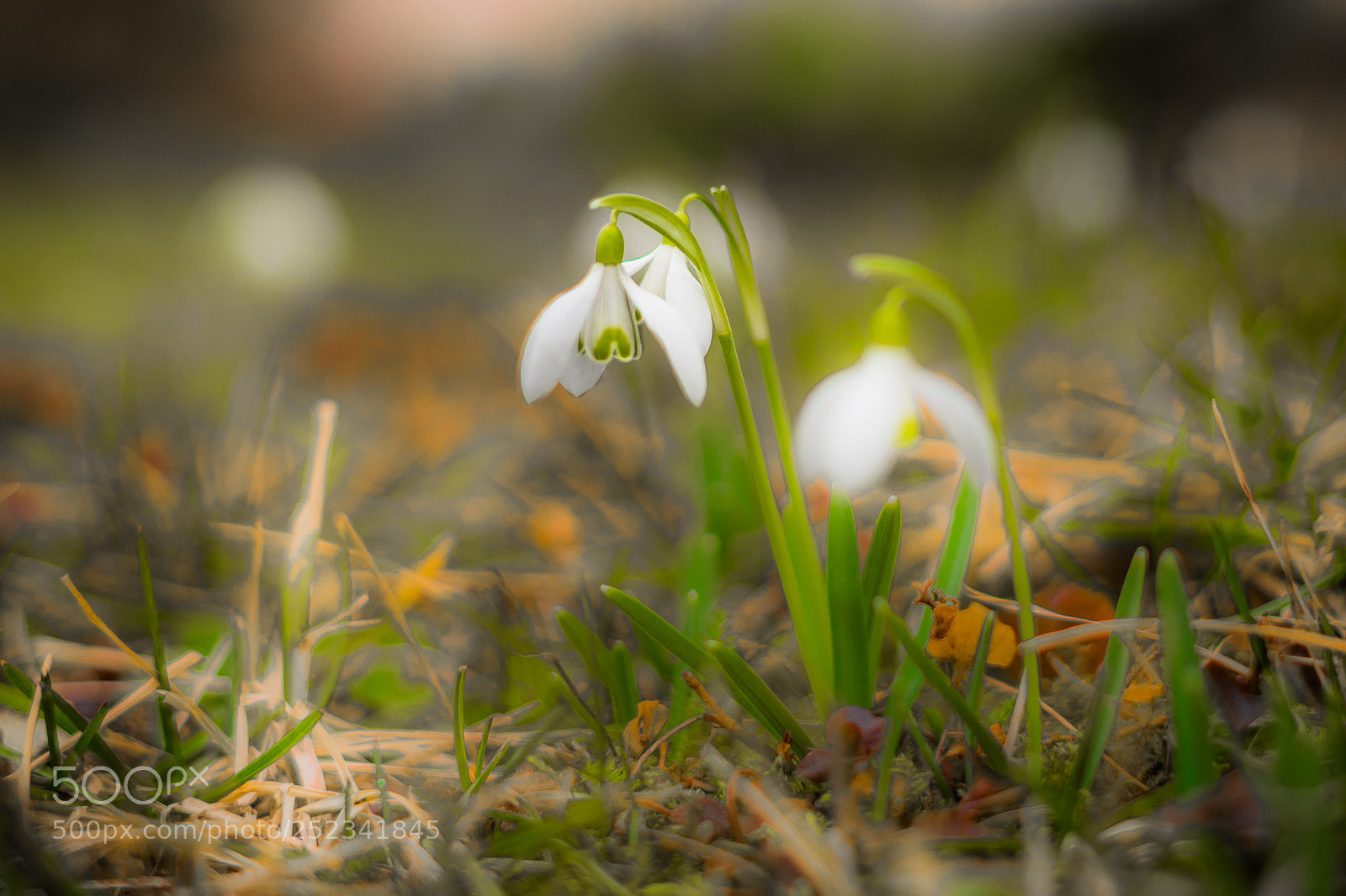 Sony a7 sample photo. As a small jewel photography