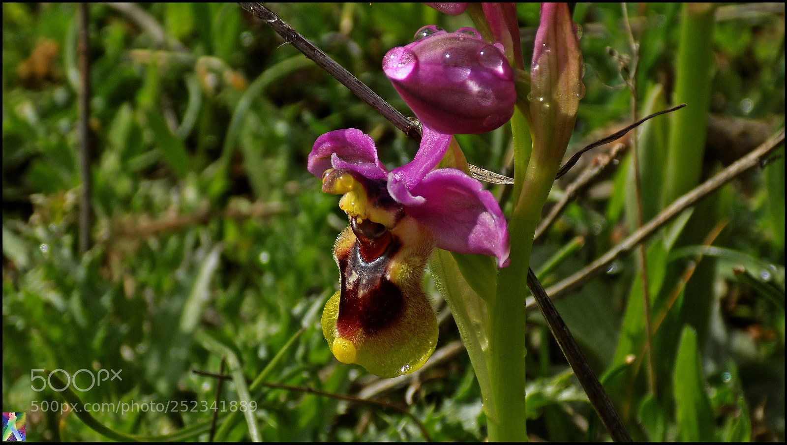 Nikon COOLPIX L340 sample photo. Orquidea silvestre photography