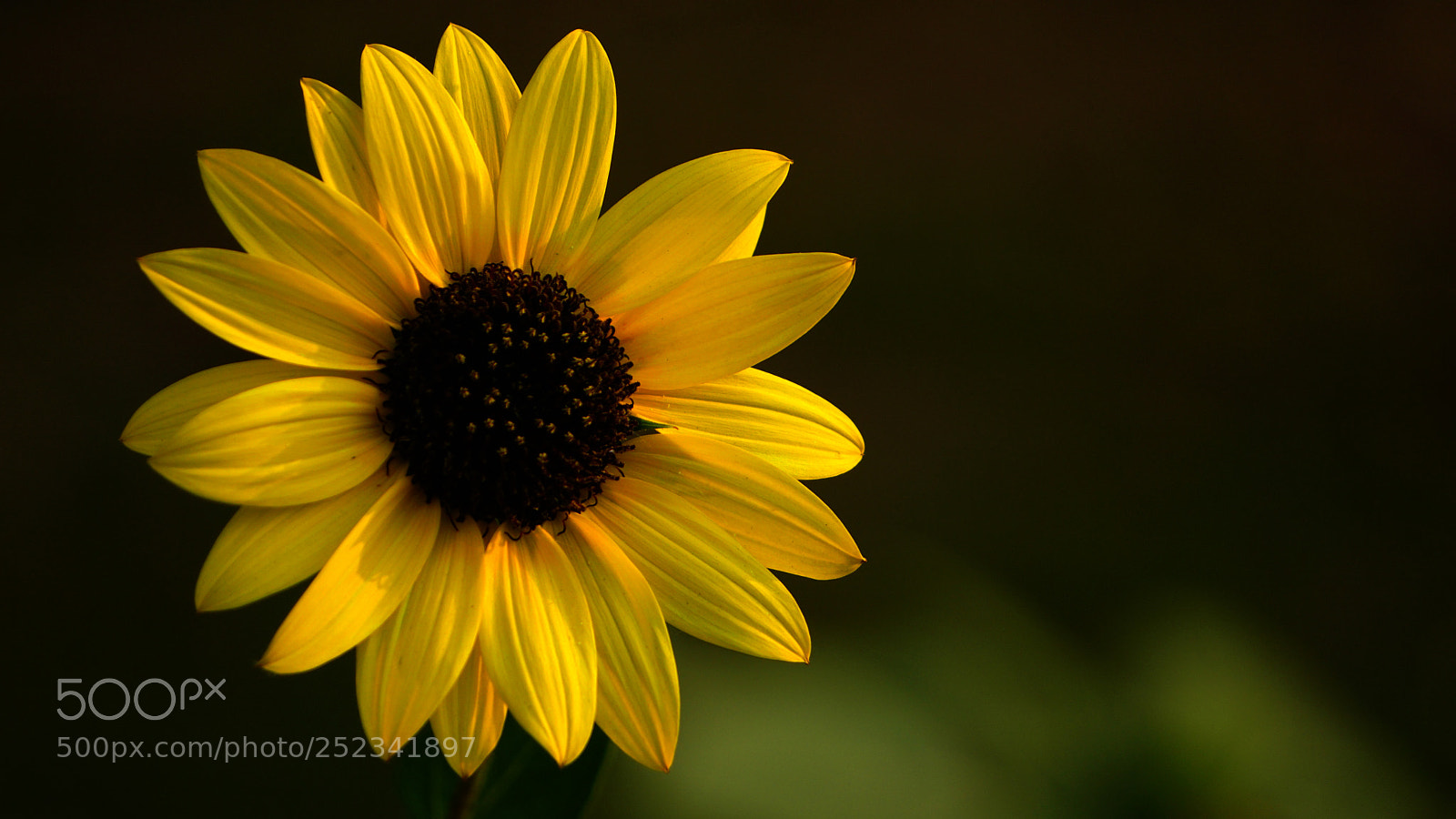 Sony a6000 sample photo. Simplicity in its full photography