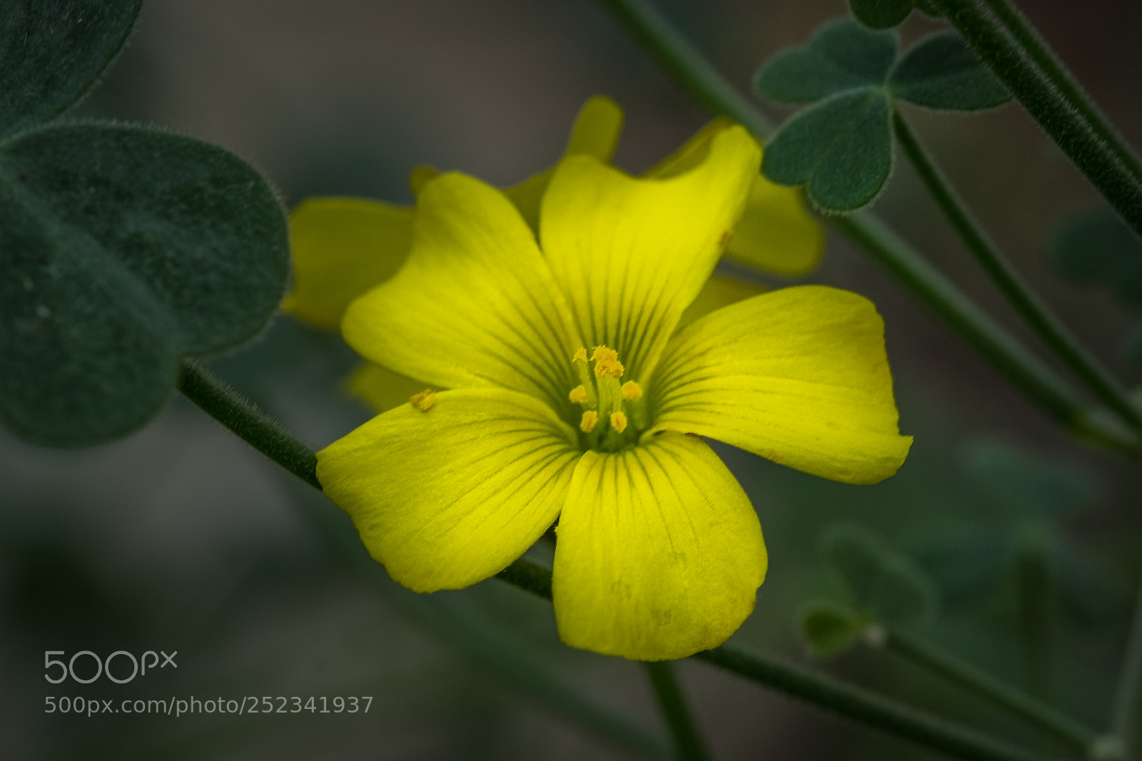 Fujifilm X-T1 sample photo. Oxalis gigantea photography