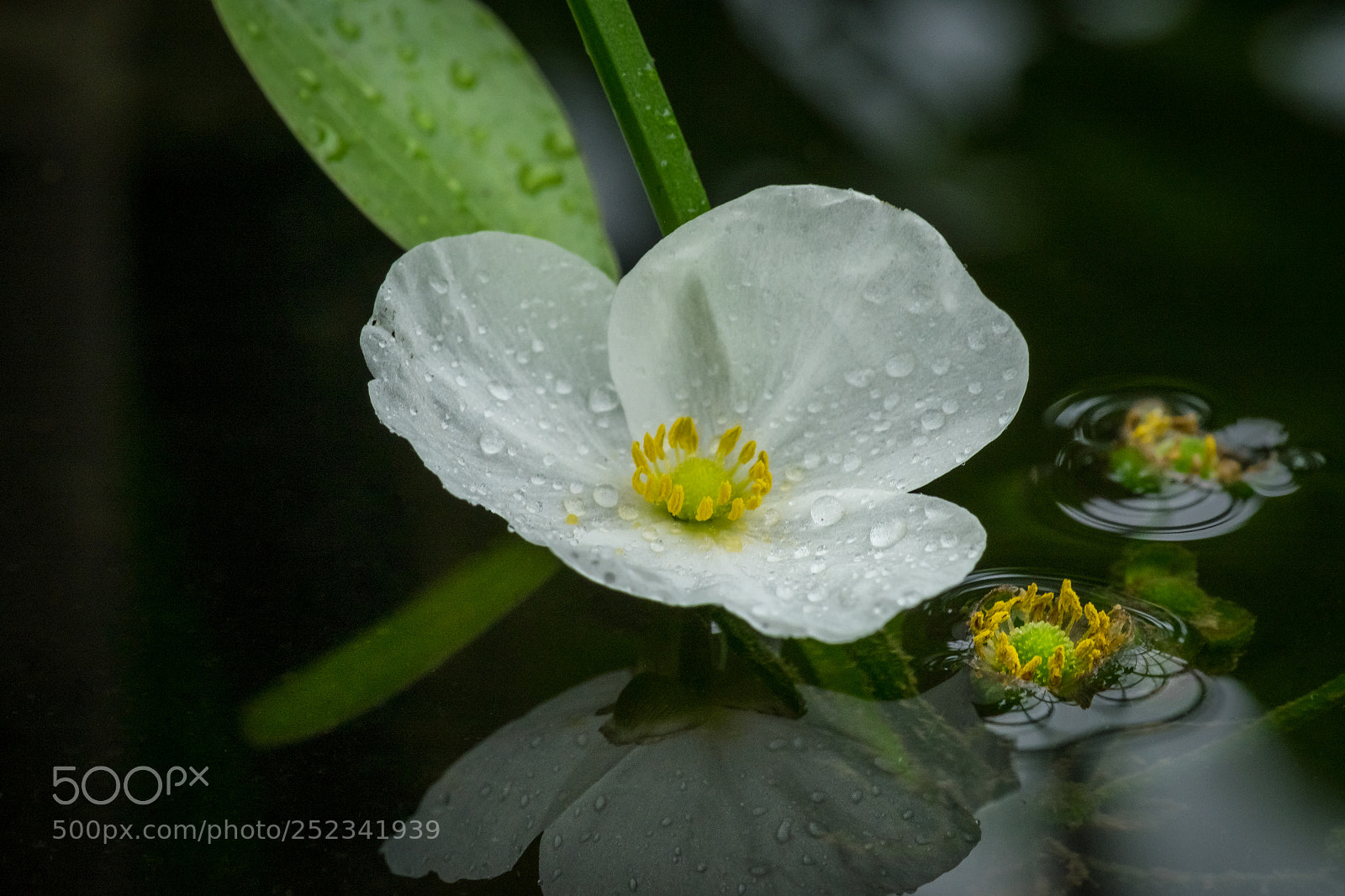 Fujifilm X-T1 sample photo. Rainy day photography