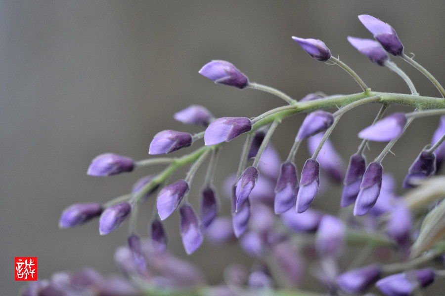 Sony FE 70-300mm F4.5-5.6 G OSS sample photo. Wisteria 0405 photography