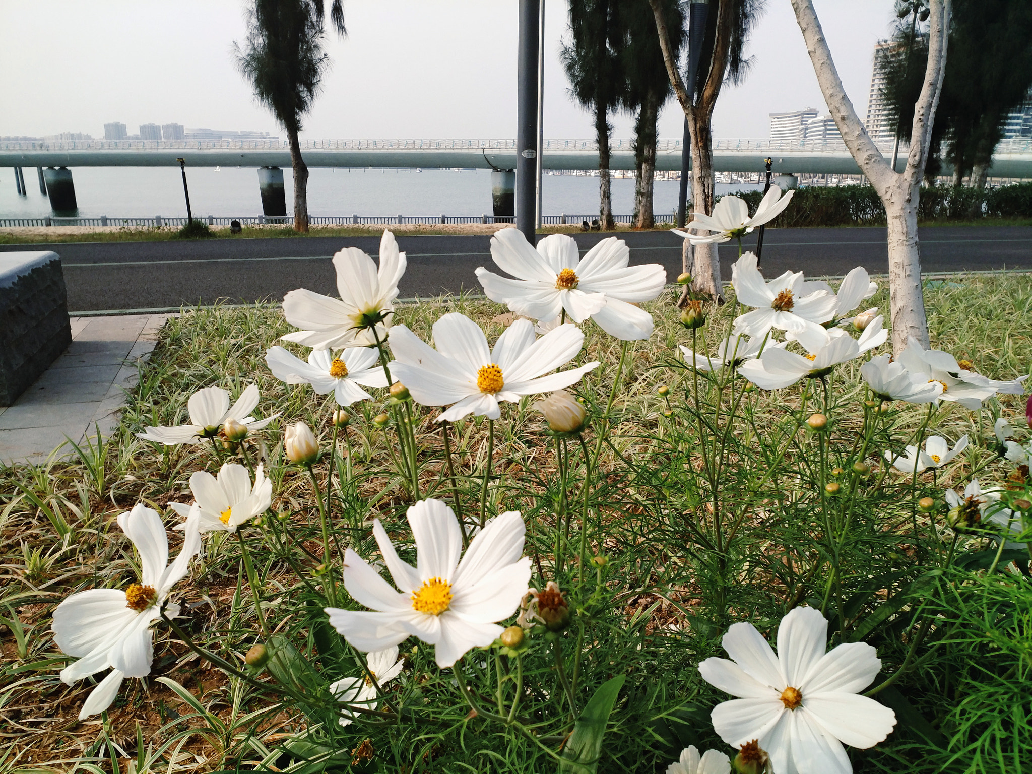 Xiaomi MI 5s Plus sample photo. White  photography