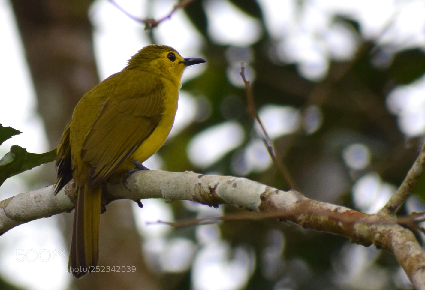 Nikon D5300 sample photo. Yellow browed bulbul photography