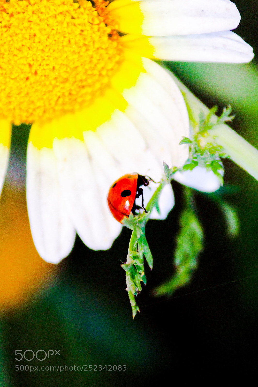 Canon EOS 1200D (EOS Rebel T5 / EOS Kiss X70 / EOS Hi) sample photo. Red bug photography