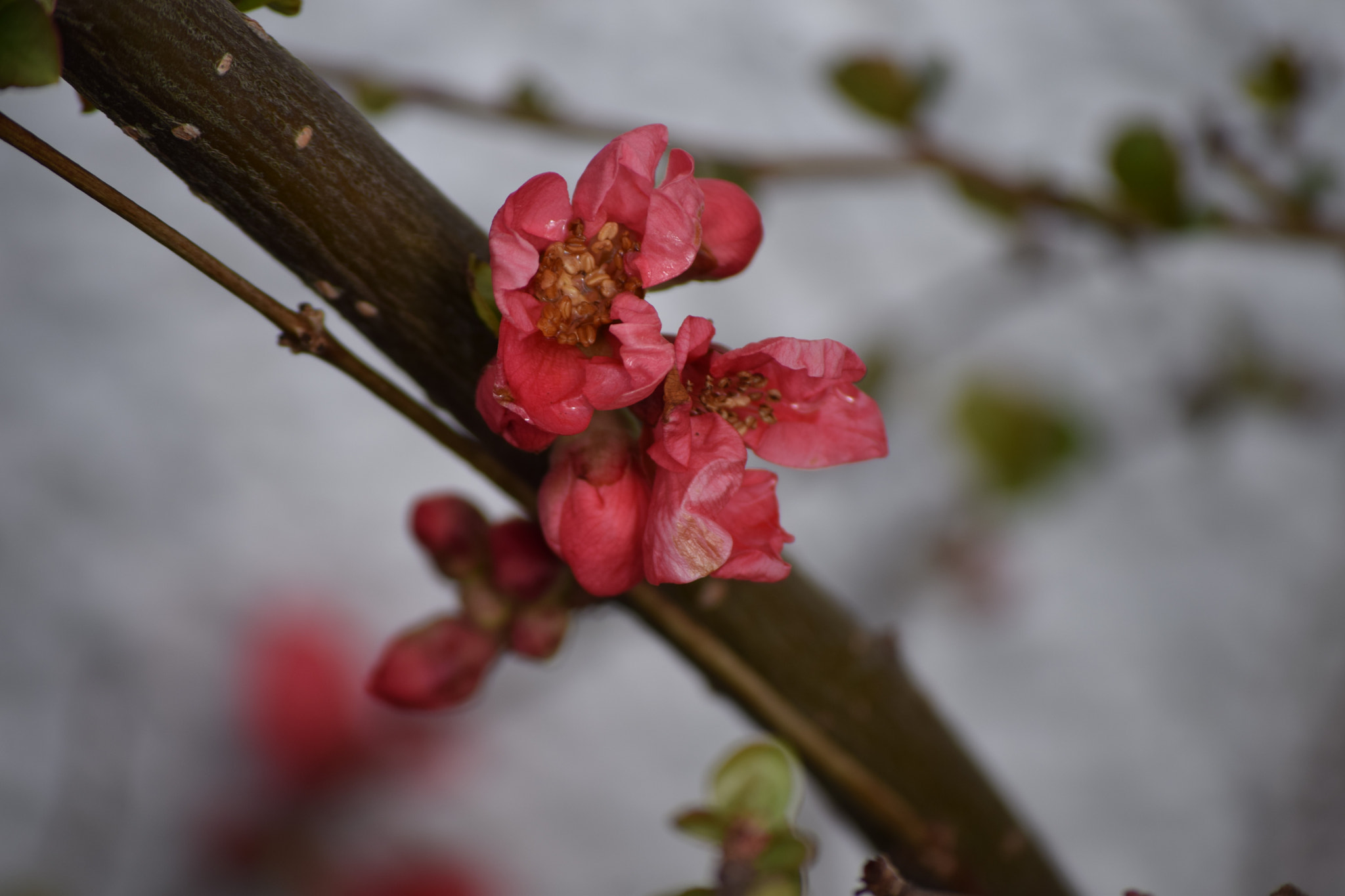 Nikon D5300 sample photo. () photography
