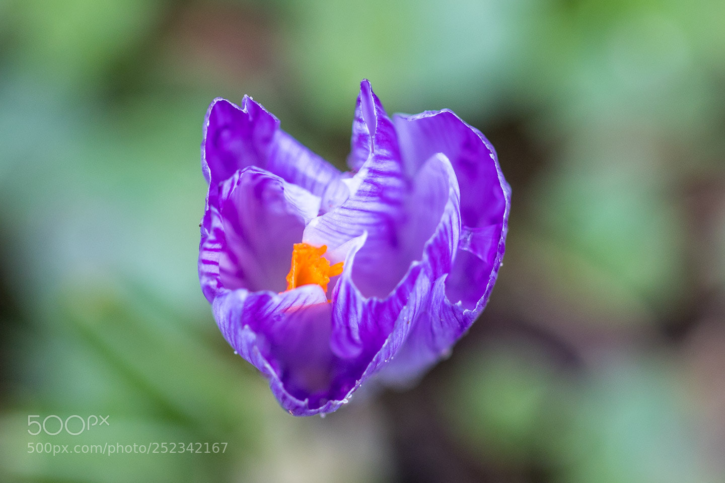 Canon EOS 6D Mark II sample photo. Botanischer garten photography
