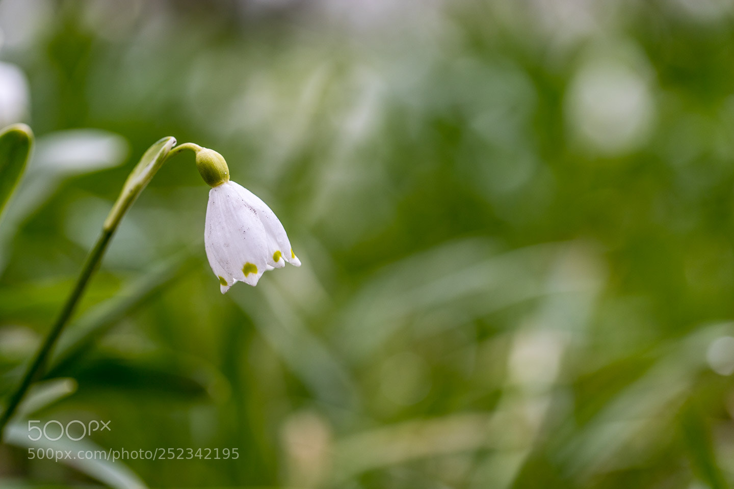 Canon EOS 6D Mark II sample photo. Botanischer garten photography