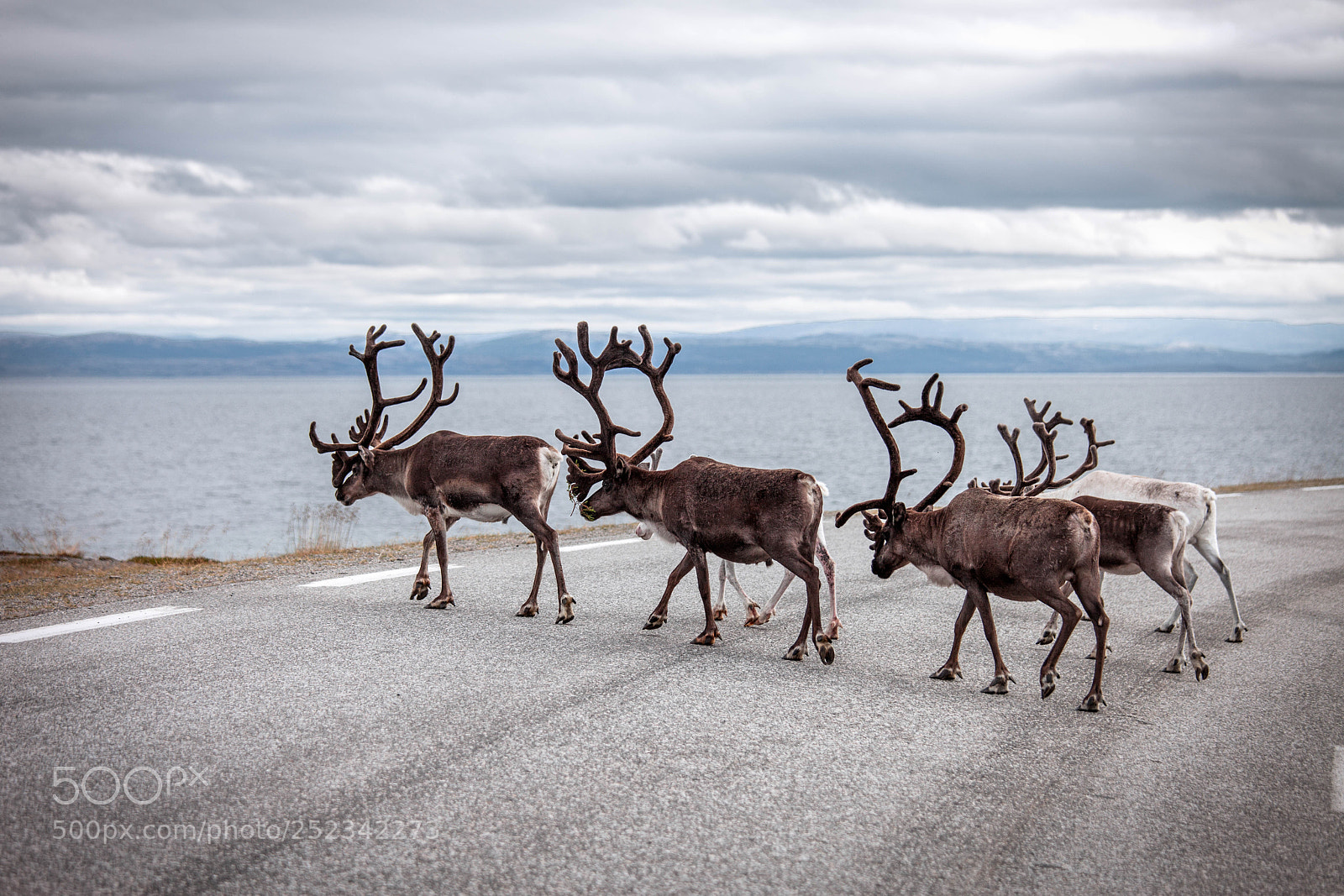 Canon EOS 5D Mark II sample photo. Reindeers cross the road photography