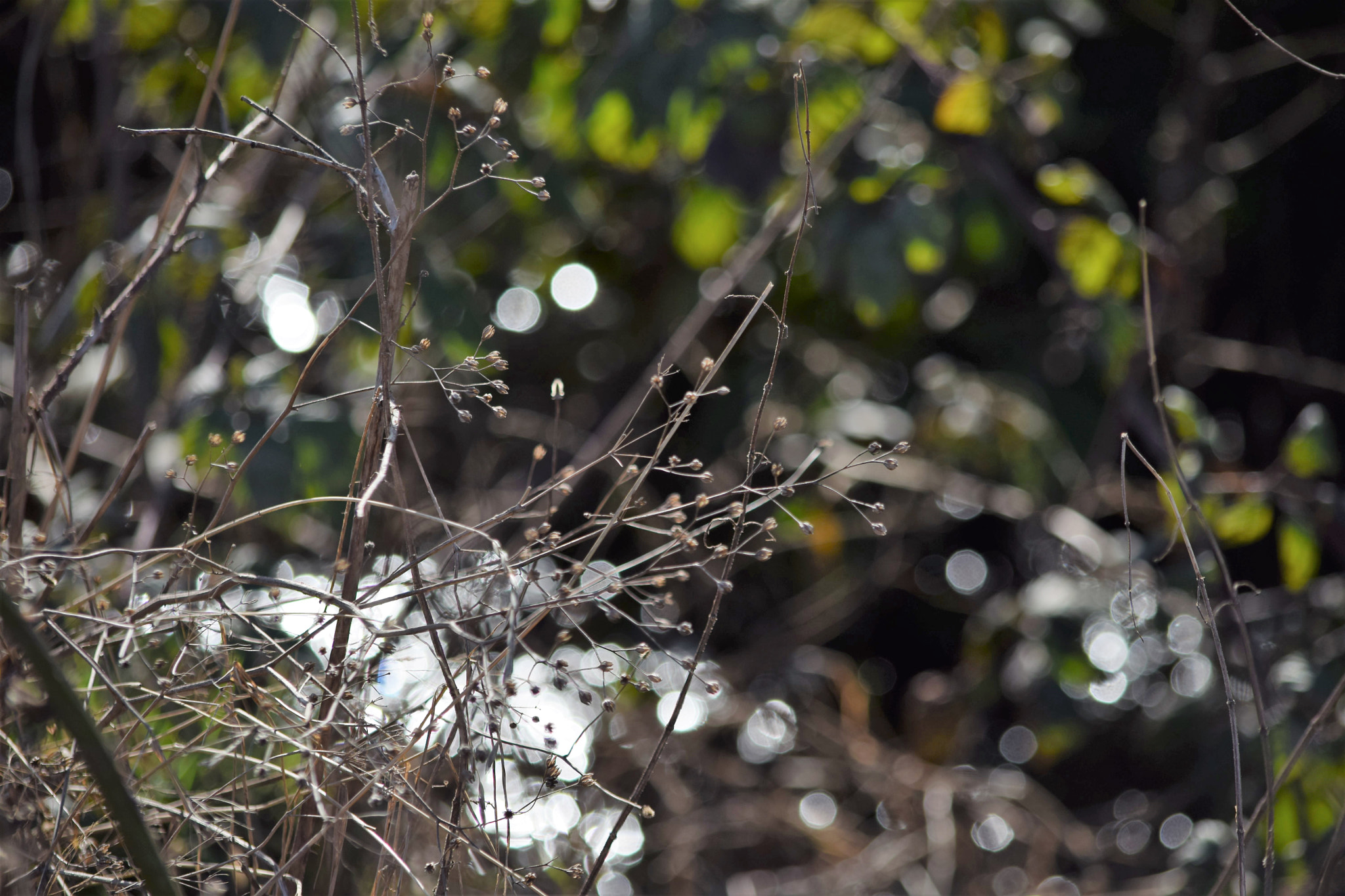 Nikon D5300 sample photo. () photography